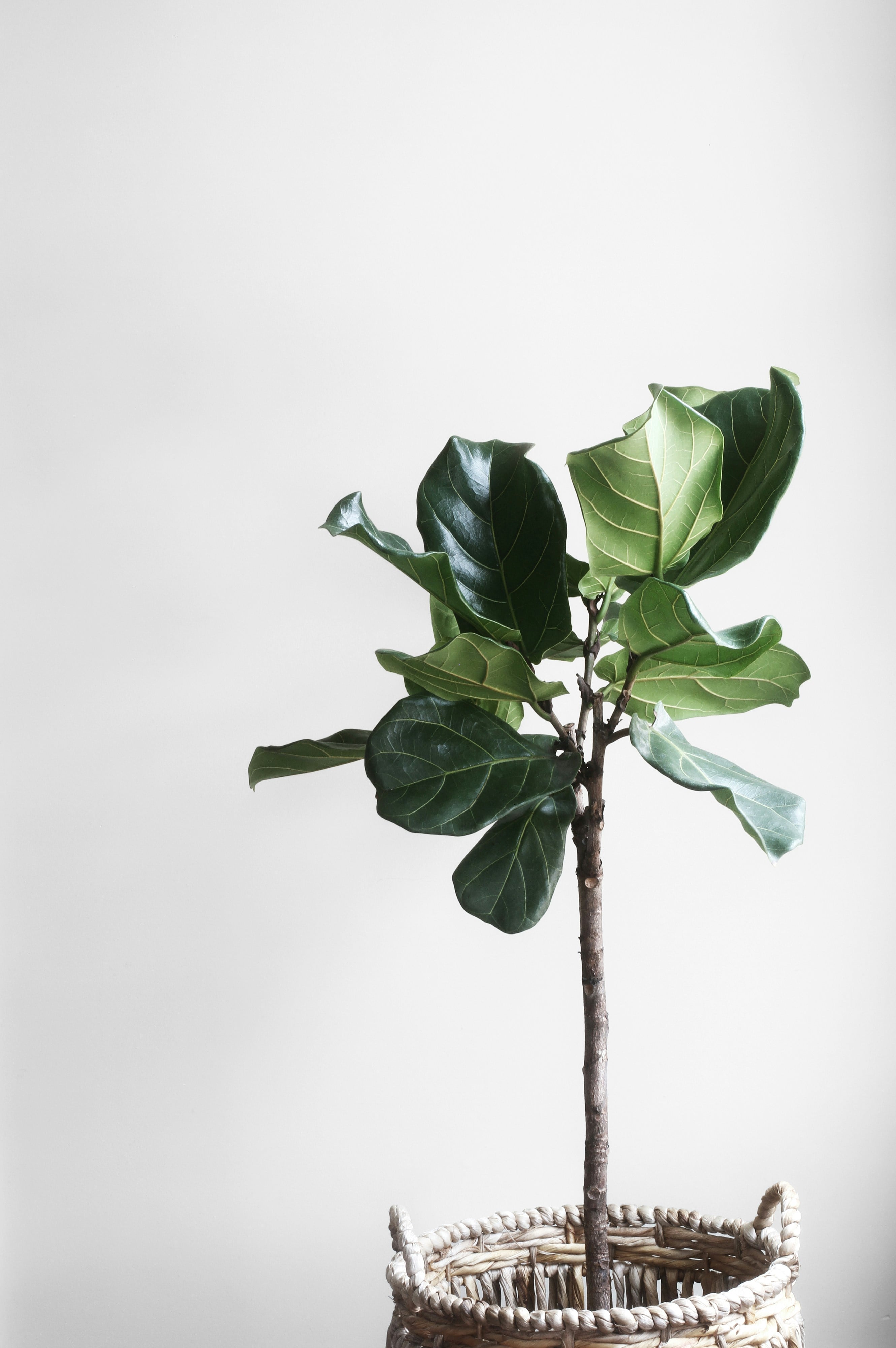 Fiddle leaf fig plant in a woven basket